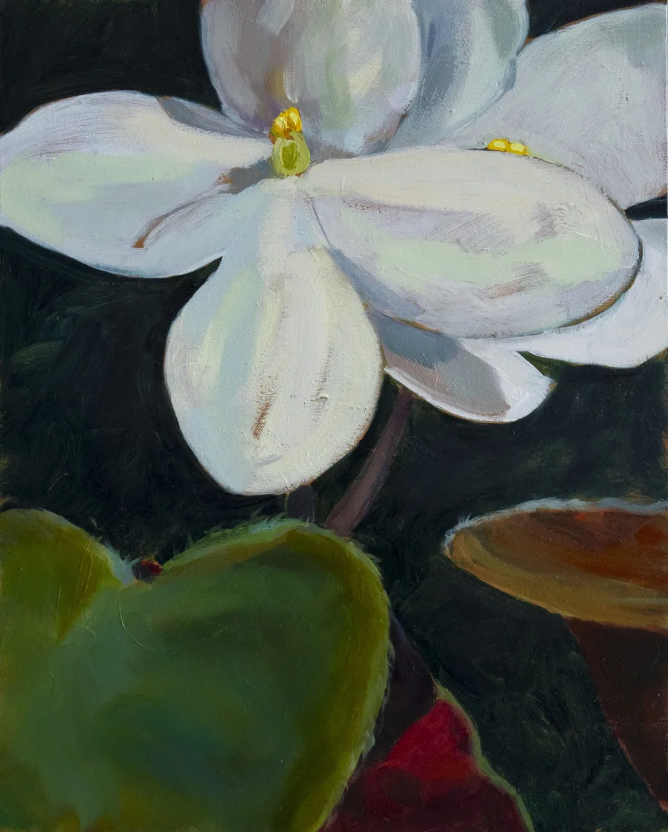 White Violet